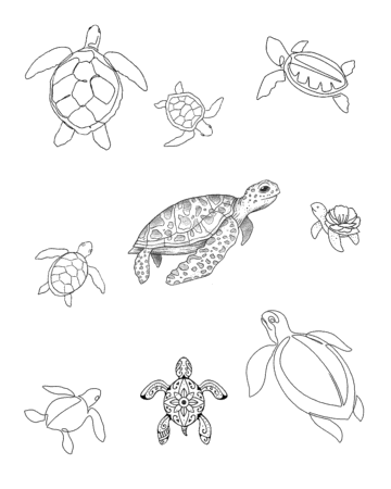 Various hand-drawn sea turtle tattoo designs with unique shell designs Done by tattoo artists in our fine line tattoo studio parlour shop Canggu, Bali