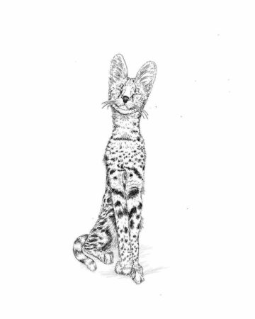 Elegant serval cat sits upright, showcasing its distinctive spotted coat. A unique tattoo design inspiration. Created by the best tattoo artists in Canggu Bali. Bali tattoo studio.