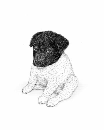 Pen and ink drawing of a sad-eyed puppy with a dark head and white body, a potential inspiration for a dog tattoo design. Created by the best tattoo artists in Canggu Bali.